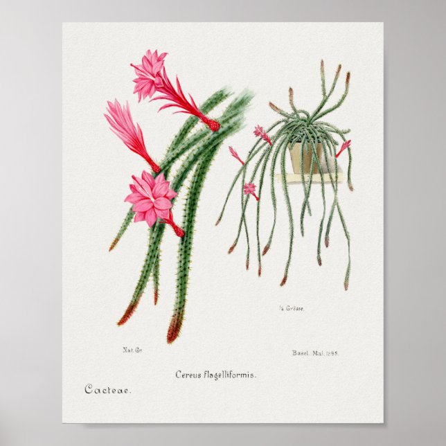 Vintage Succulent Illustration Poster (Front)