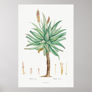 Vintage Succulent Illustration Poster
