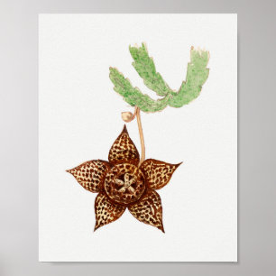Vintage Succulent Illustration Poster