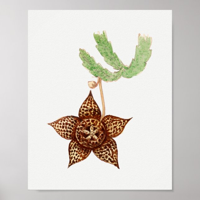 Vintage Succulent Illustration Poster (Front)