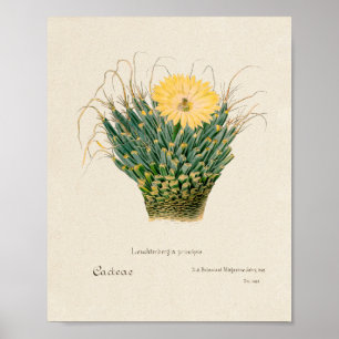 Vintage Succulent Illustration Poster