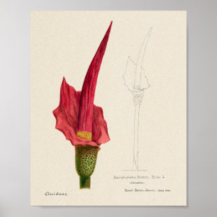 Vintage Succulent Illustration Poster