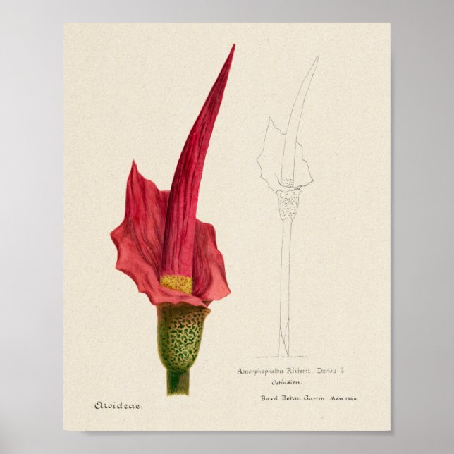 Vintage Succulent Illustration Poster (Front)