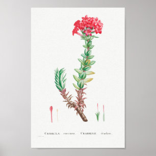 Vintage Succulent Illustration Poster