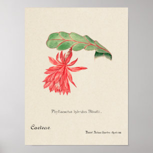 Vintage Succulent Illustration Poster