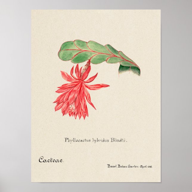 Vintage Succulent Illustration Poster (Front)