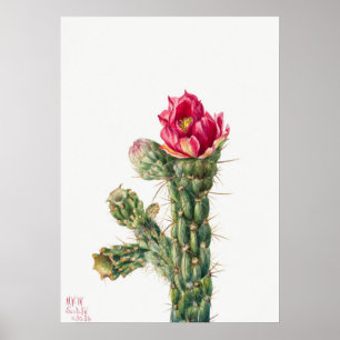 Vintage Succulent Illustration Poster