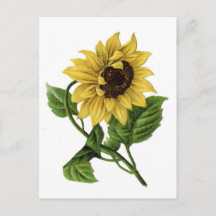 Vintage Sunflower Drawing Ceramic Postcard