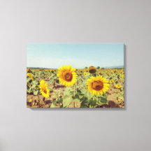Vintage sunflower field