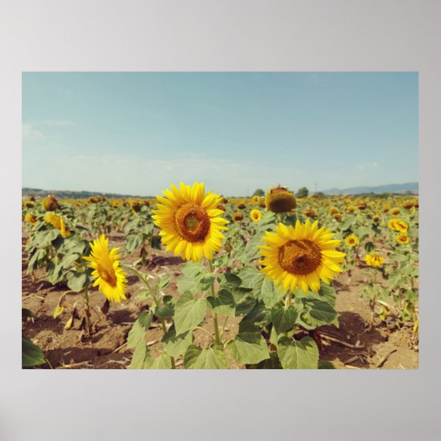 Vintage sunflower field poster (Front)