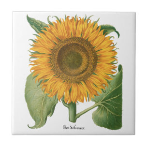 Vintage Sunflower Flower by Basilius Besler Ceramic Tile