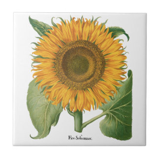 Vintage Sunflower Flower by Basilius Besler Ceramic Tile