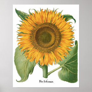 Vintage Sunflower Flower by Basilius Besler Poster