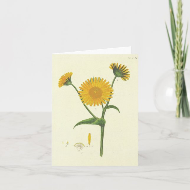 Vintage Sunflower Note Cards  (Front)