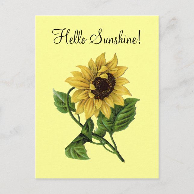 Vintage Sunflower Yellow - Postcard (Front)