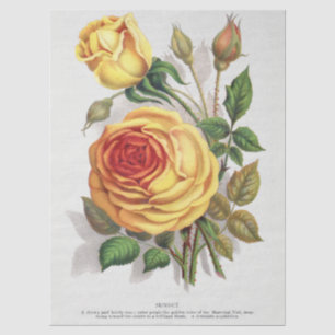 Vintage Sunset Rose Yellow & Orange Botanical Art Tissue Paper