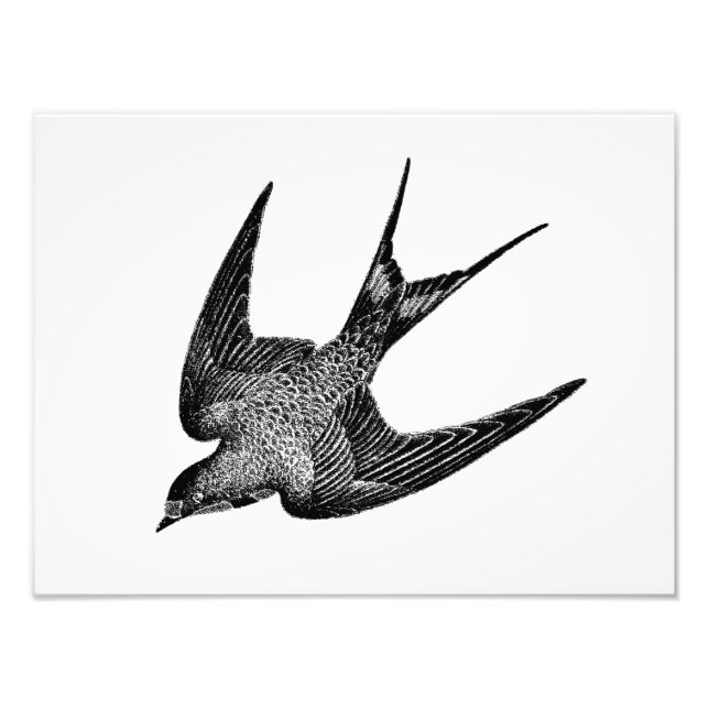Vintage Swallow Illustration - 1800's Retro Birds Photo Print (Front)