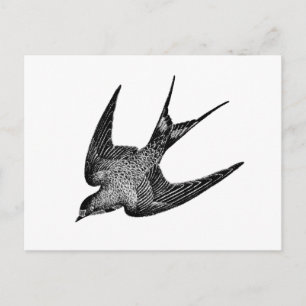 Vintage Swallow Illustration - 1800's Retro Birds Postcard