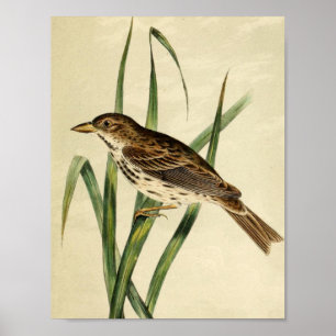 Vintage Swamp Swallow Poster