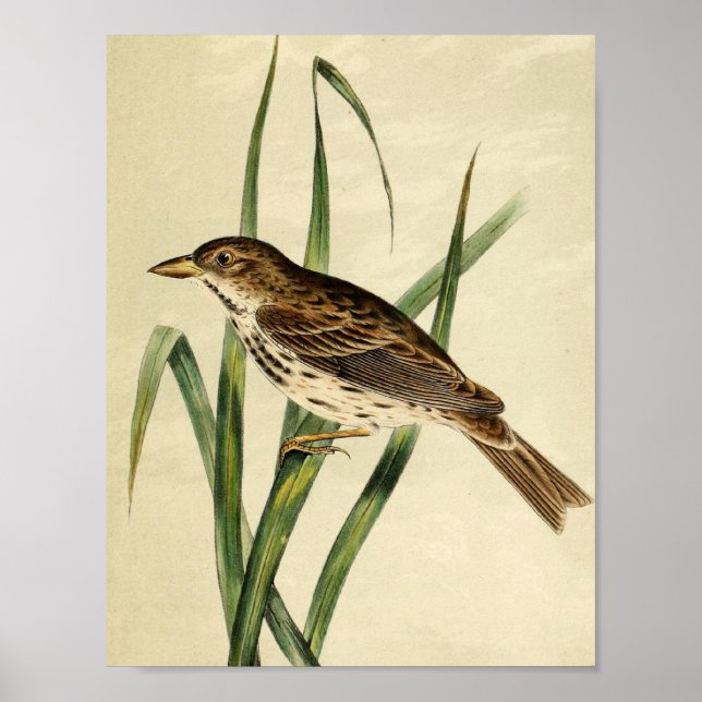 Vintage Swamp Swallow Poster (Front)