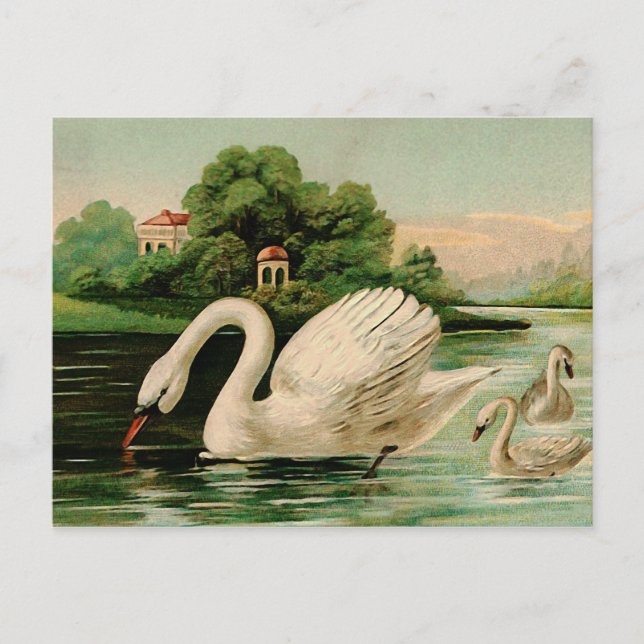 Vintage Swan in the Lake Postcard (Front)
