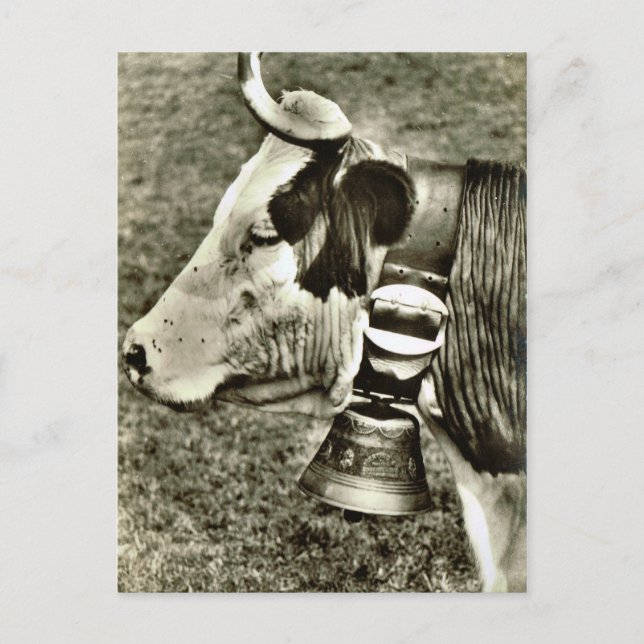 Vintage Switzerland Cow and cow bell Postcard (Front)