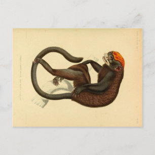 Vintage Tamarin Monkey with Grin Postcard