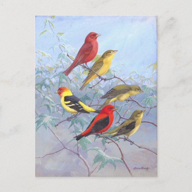 Vintage Tanager Postcard (Front)