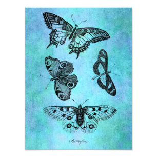 Vintage Teal Blue Butterfly Drawing - Butterflies Photo Print