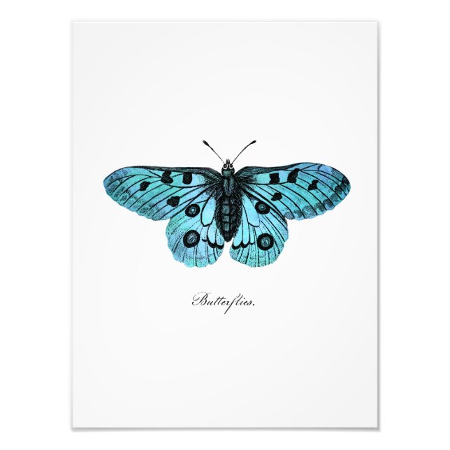 Vintage Teal Blue Butterfly Illustration - 1800's Photo Print (Front)
