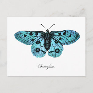 Vintage Teal Blue Butterfly Illustration - 1800's Postcard