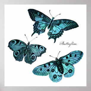 Vintage Teal Blue Butterfly Illustration - 1800's Poster