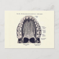 Vintage Teeth and Palate Diagram