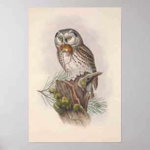 Vintage Tengmalm's Owl Bird Poster