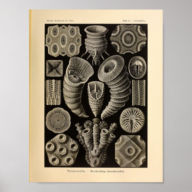 Vintage Tetracoralla Colour Ernst Haeckel Print (Front)