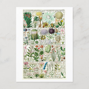 Vintage Tetrandia Floral Botanical Chart Postcard