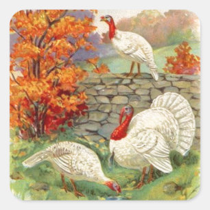 Vintage Thanksgiving White Turkeys Square Sticker