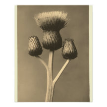 Vintage thistle artwork