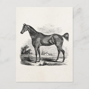 Vintage Thoroughbred Horse Equestrian Personalised Postcard
