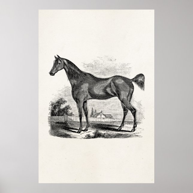 Vintage Thoroughbred Horse Equestrian Personalized Poster (Front)