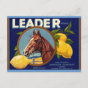 Vintage Thoroughbred Horse Leader Lemons Postcards