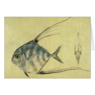 Vintage Threadfin Trevally, African Pompano Fish