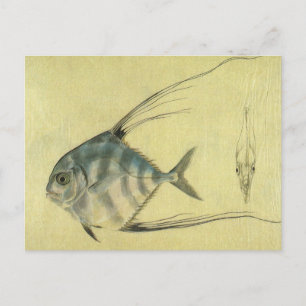 Vintage Threadfin Trevally, African Pompano Fish Postcard