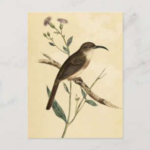Vintage Thrush Bird Postcard
