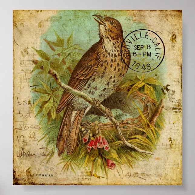 Vintage Thrush Poster (Front)