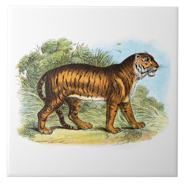 Vintage Tiger Animal Illustration Ceramic Tile (Front)