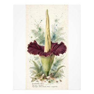 Vintage Titan Arum Botanical Illustration Wood Wal Photo Print