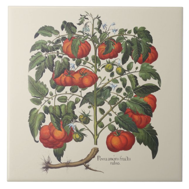 Vintage Tomato Print Tile (Front)