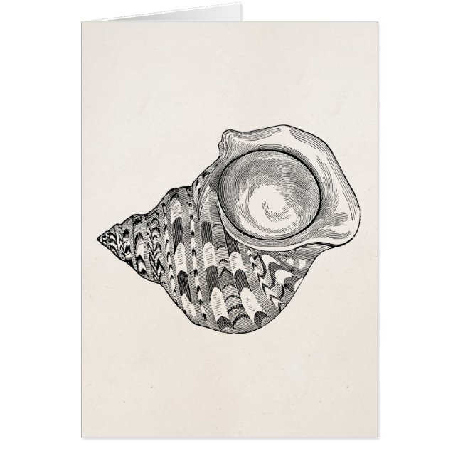 Vintage Top Seashell Antique Shells Template (Front)