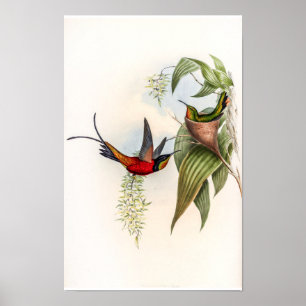 Vintage Topaza Pyra Hummingbirds by John Gould Poster
